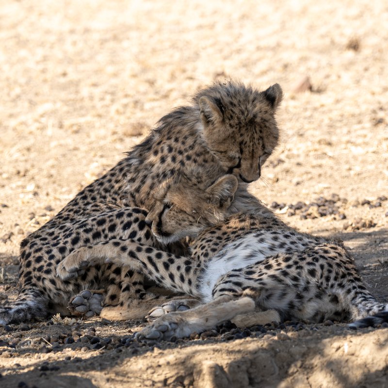 Mashatu Game Reserve, Botswana
