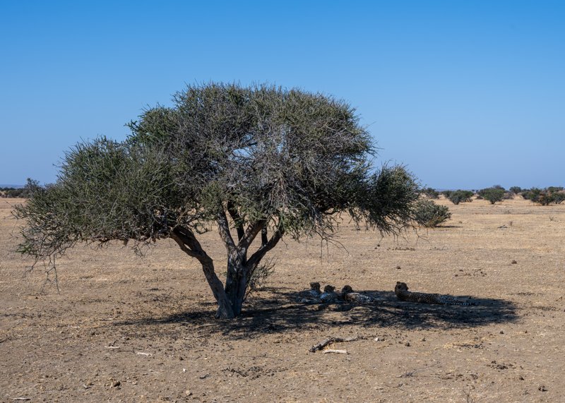 Mashatu Game Reserve, Botswana