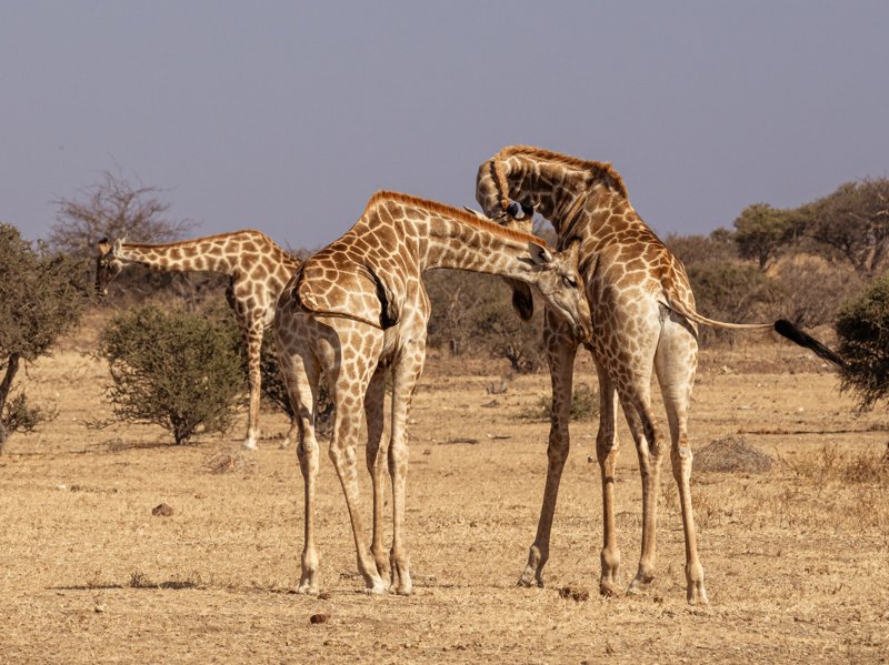 Mashatu Game Reserve, Botswana