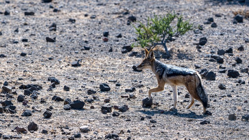 Mashatu Game Reserve, Botswana
